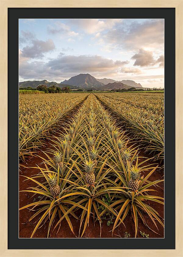 Farm Pineapple Fields In Hawaii