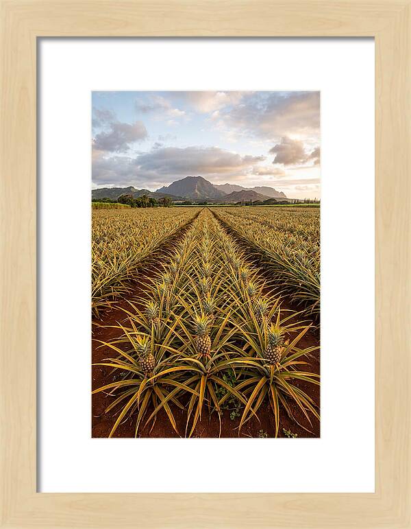 Farm Pineapple Fields In Hawaii
