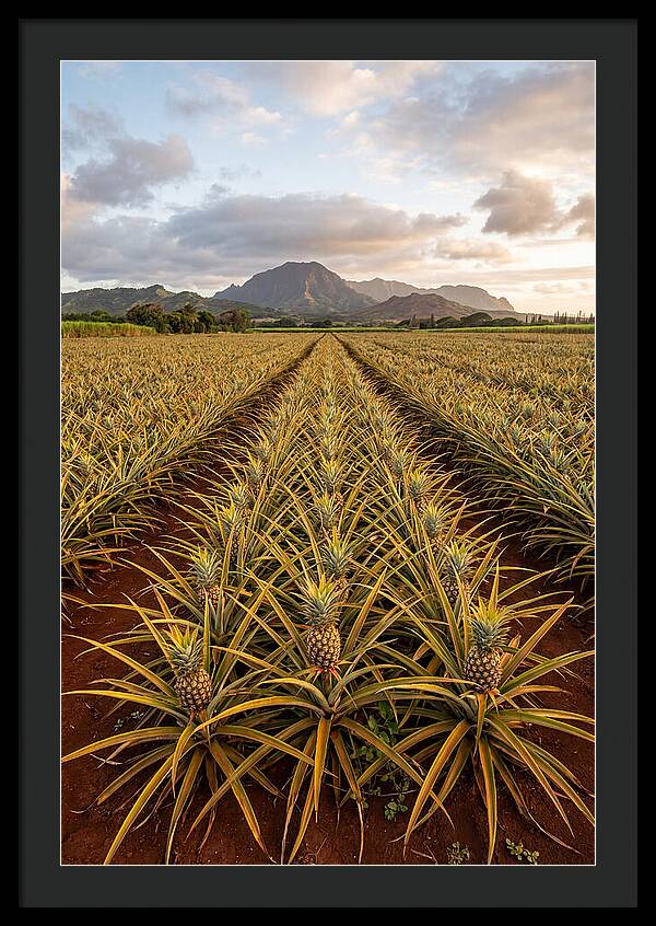 Farm Pineapple Fields In Hawaii