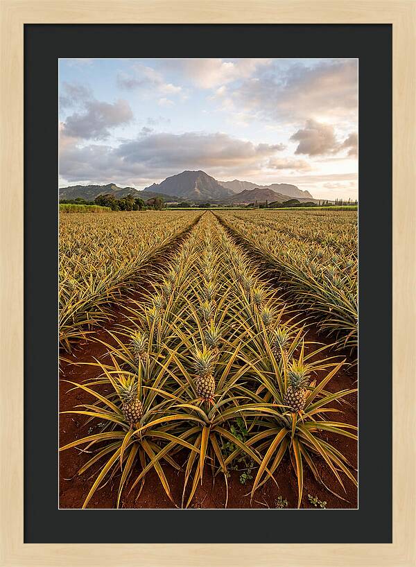Farm Pineapple Fields In Hawaii