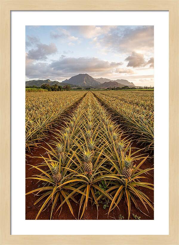 Farm Pineapple Fields In Hawaii