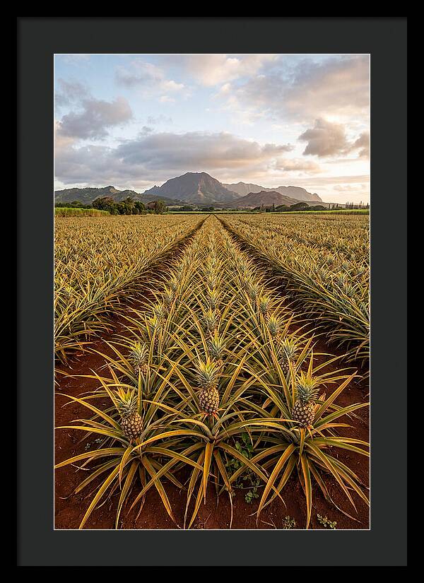 Farm Pineapple Fields In Hawaii