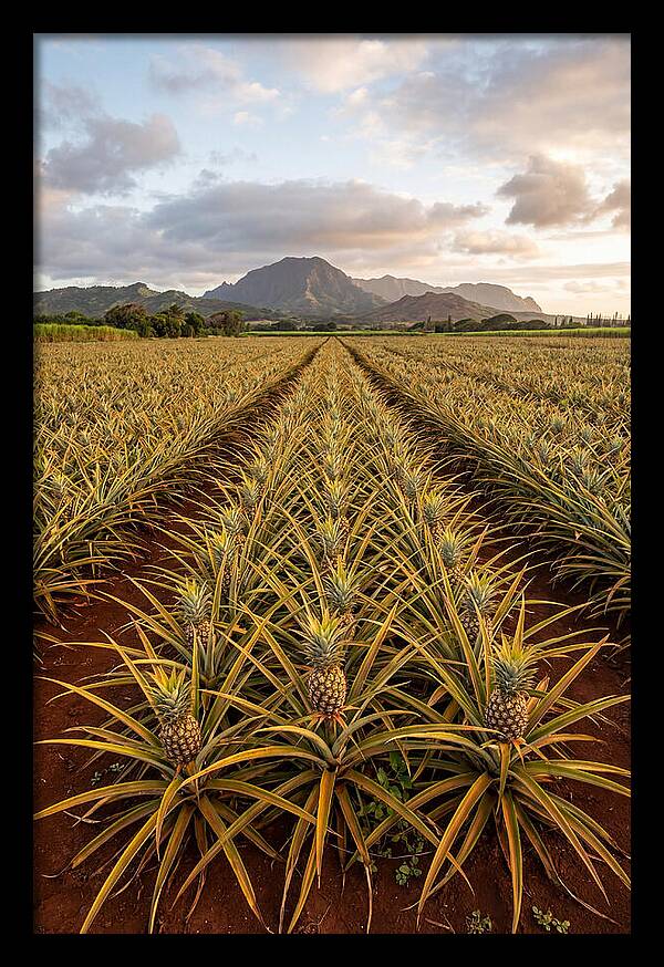 Farm Pineapple Fields In Hawaii