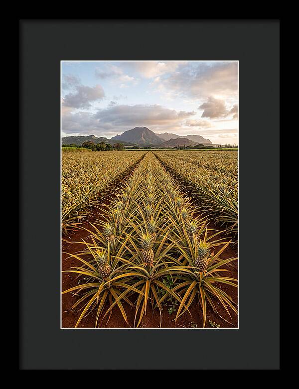 Farm Pineapple Fields In Hawaii