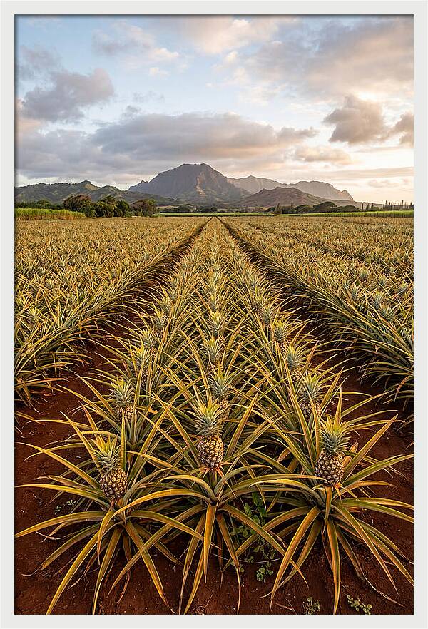 Farm Pineapple Fields In Hawaii