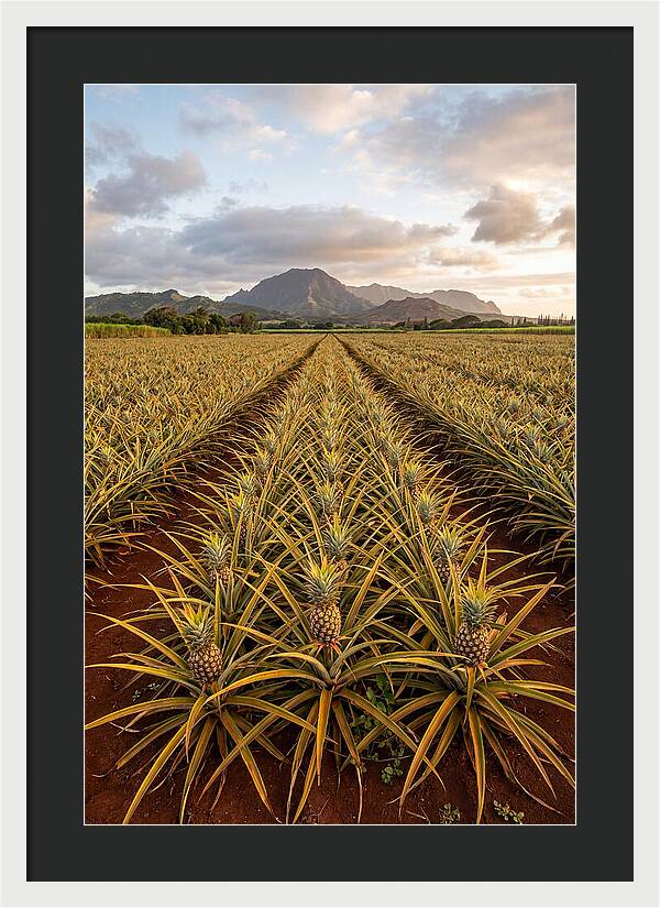 Farm Pineapple Fields In Hawaii
