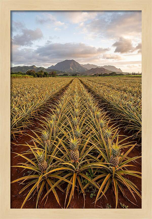 Farm Pineapple Fields In Hawaii