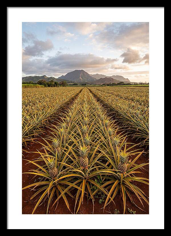 Farm Pineapple Fields In Hawaii