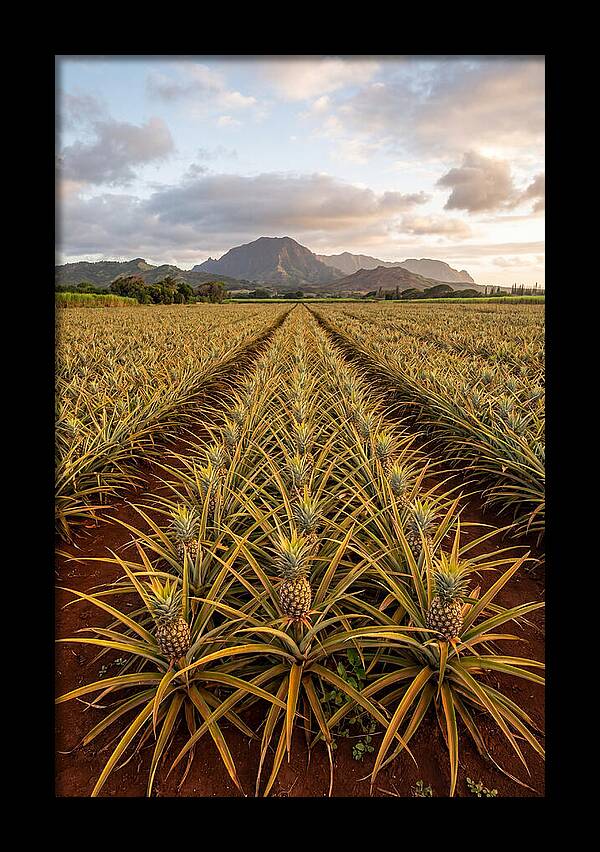 Farm Pineapple Fields In Hawaii