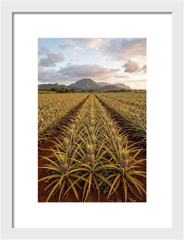 Farm Pineapple Fields In Hawaii