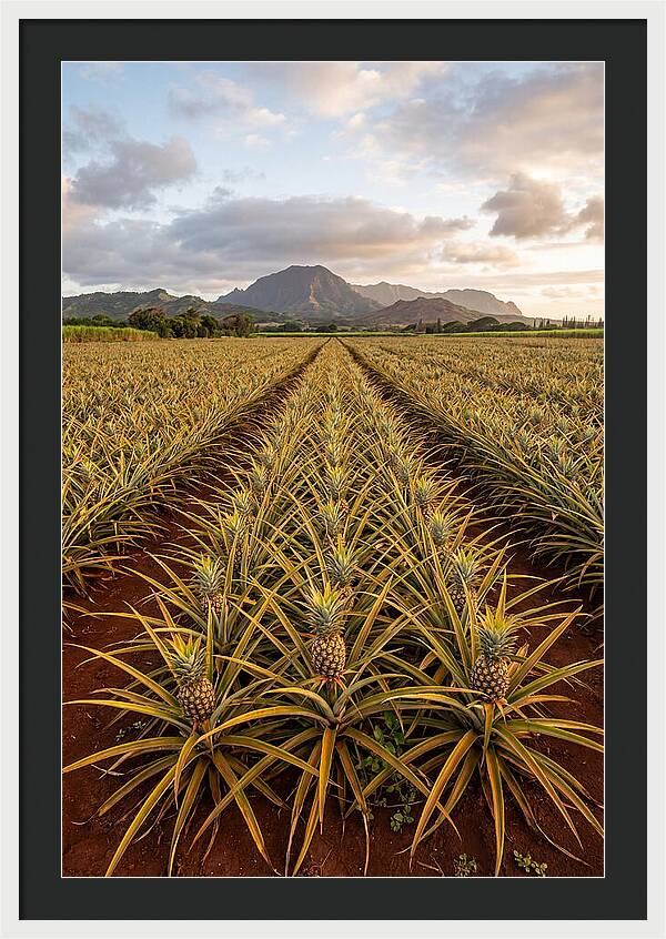 Farm Pineapple Fields In Hawaii