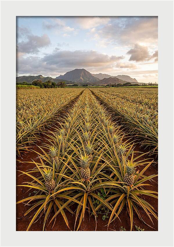 Farm Pineapple Fields In Hawaii