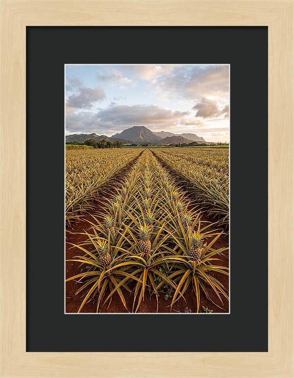 Farm Pineapple Fields In Hawaii