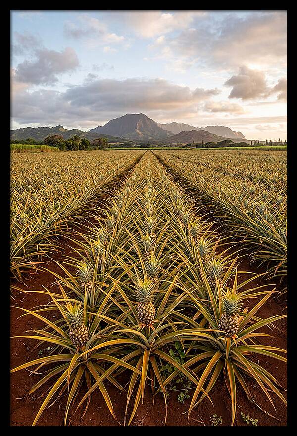 Farm Pineapple Fields In Hawaii