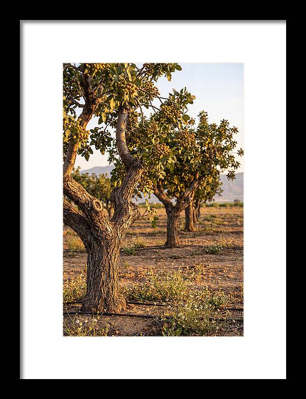 Farm Pistachio Orchard