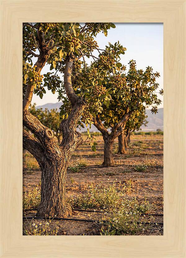 Farm Pistachio Orchard