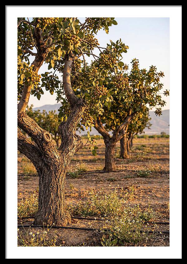 Farm Pistachio Orchard
