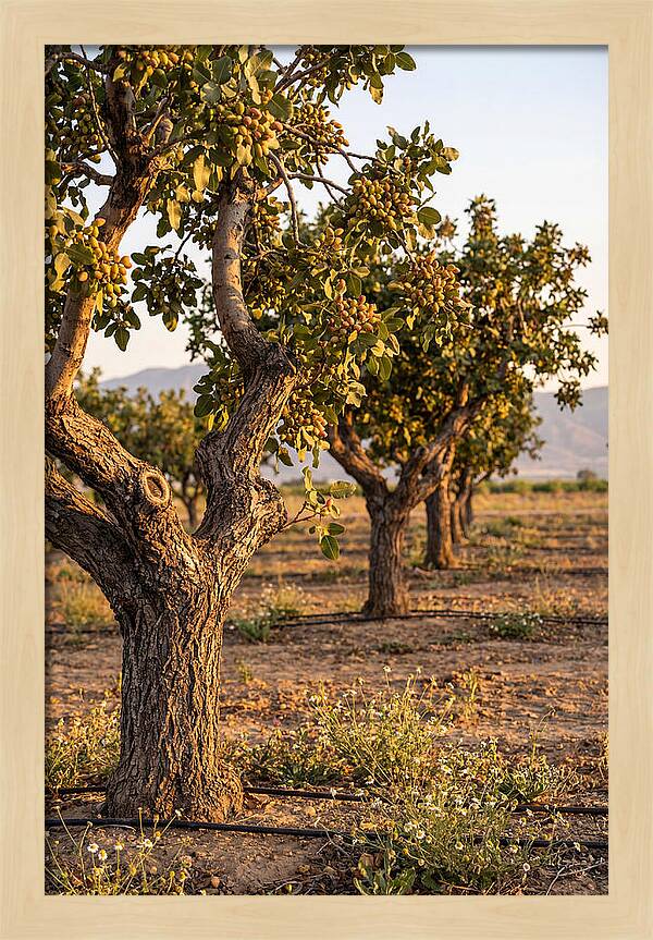 Farm Pistachio Orchard