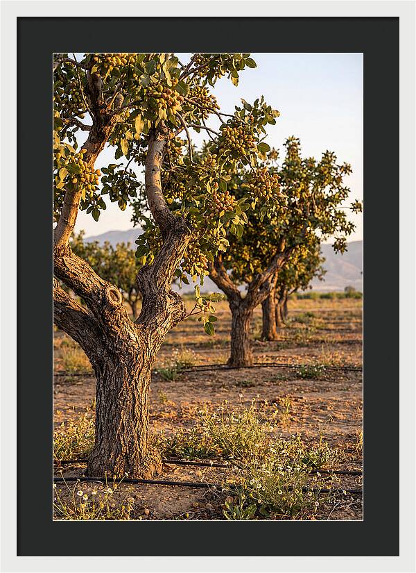 Farm Pistachio Orchard