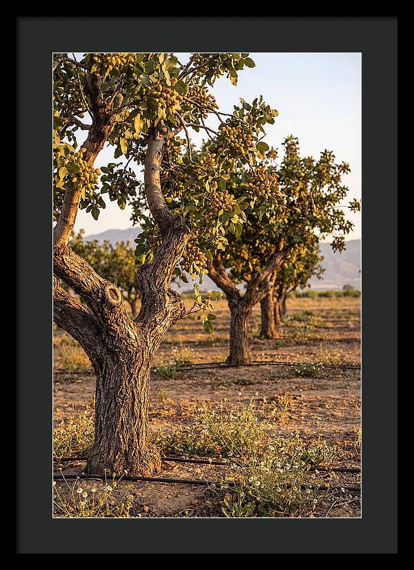 Farm Pistachio Orchard