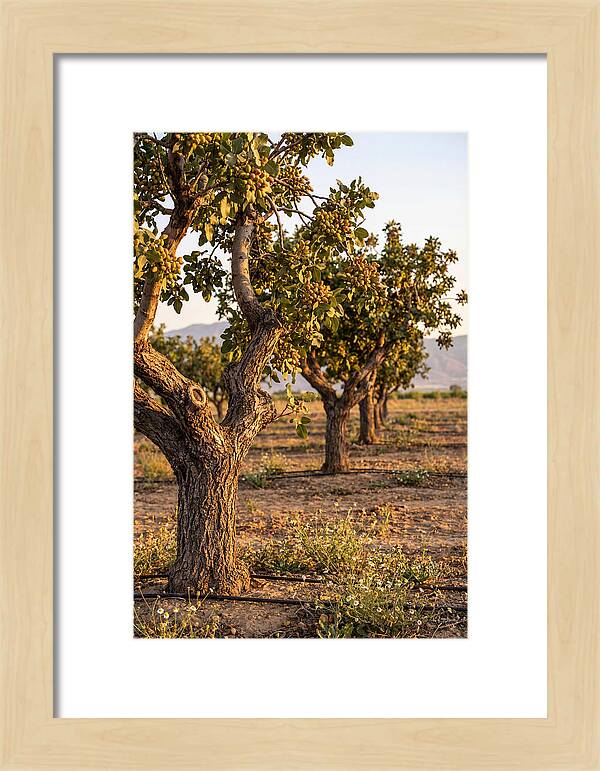 Farm Pistachio Orchard