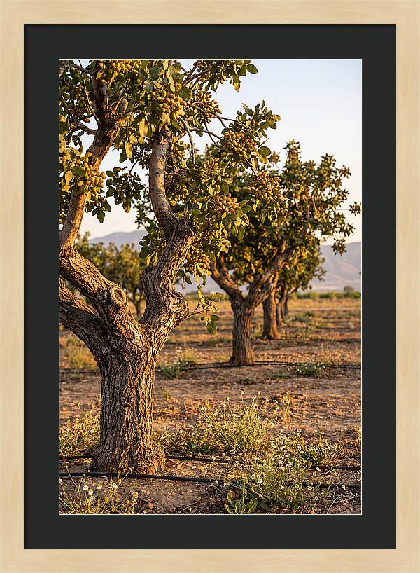 Farm Pistachio Orchard