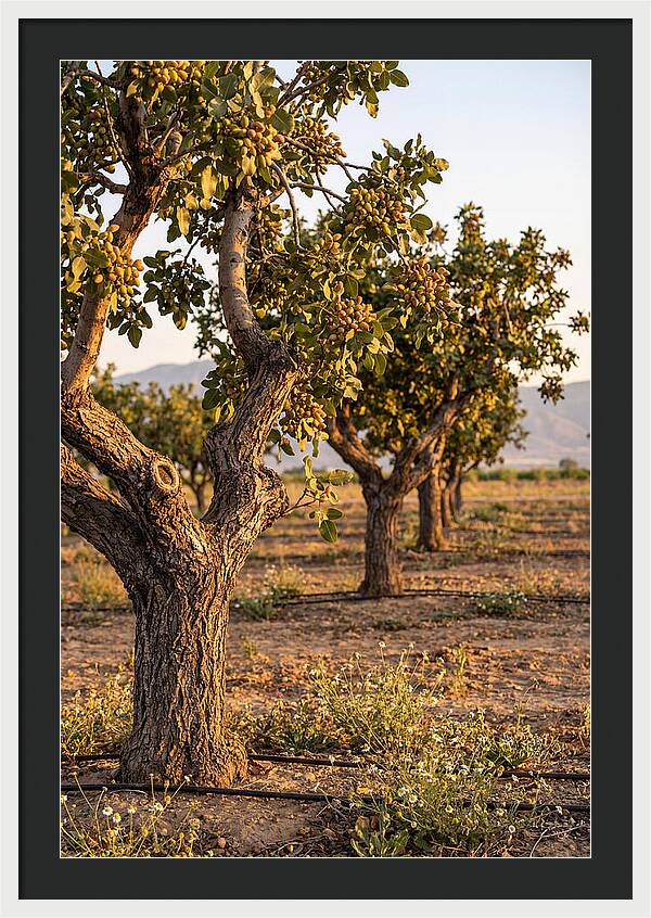 Farm Pistachio Orchard