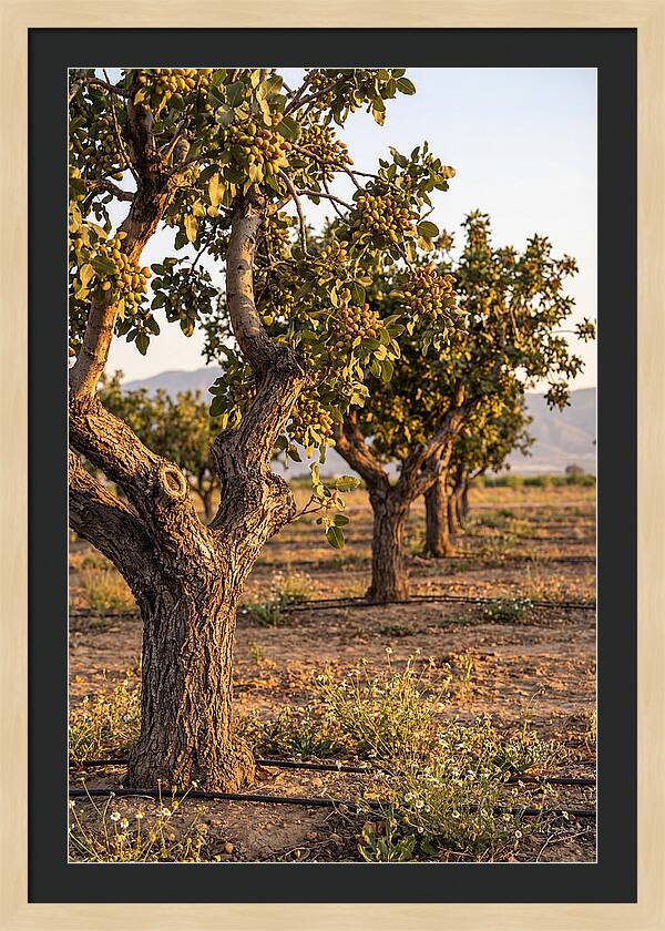 Farm Pistachio Orchard