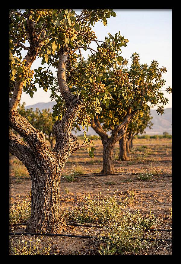 Farm Pistachio Orchard