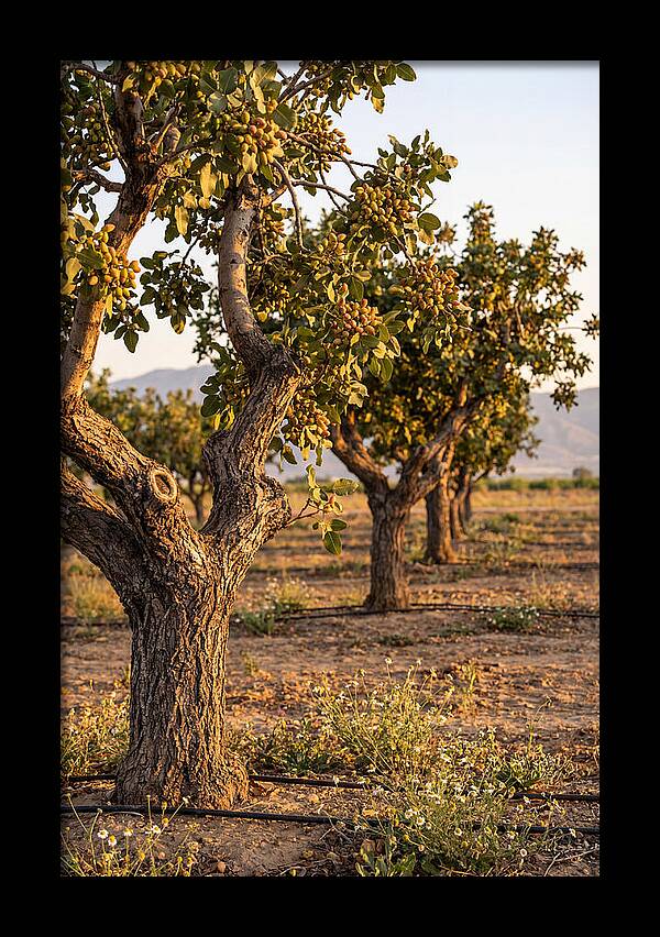 Farm Pistachio Orchard