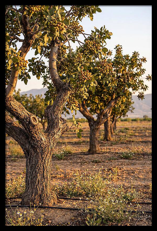 Farm Pistachio Orchard