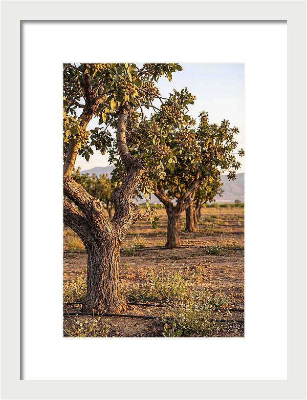 Farm Pistachio Orchard