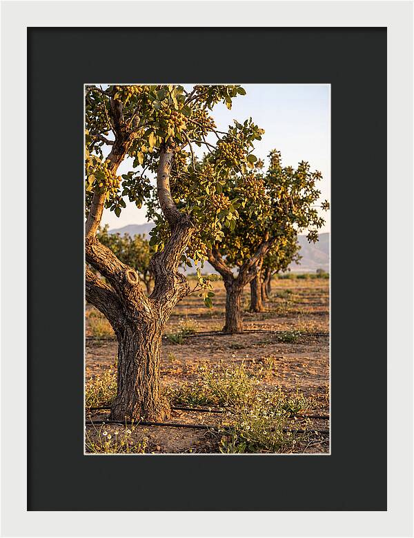 Farm Pistachio Orchard