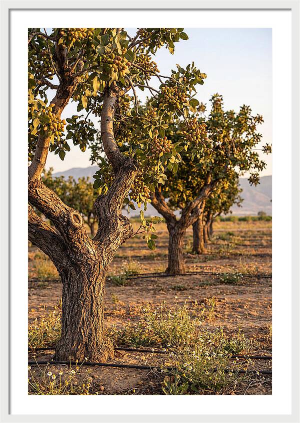 Farm Pistachio Orchard