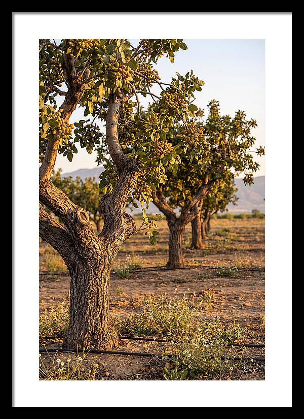 Farm Pistachio Orchard