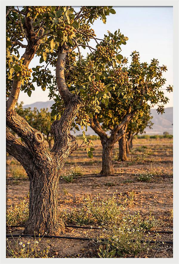 Farm Pistachio Orchard