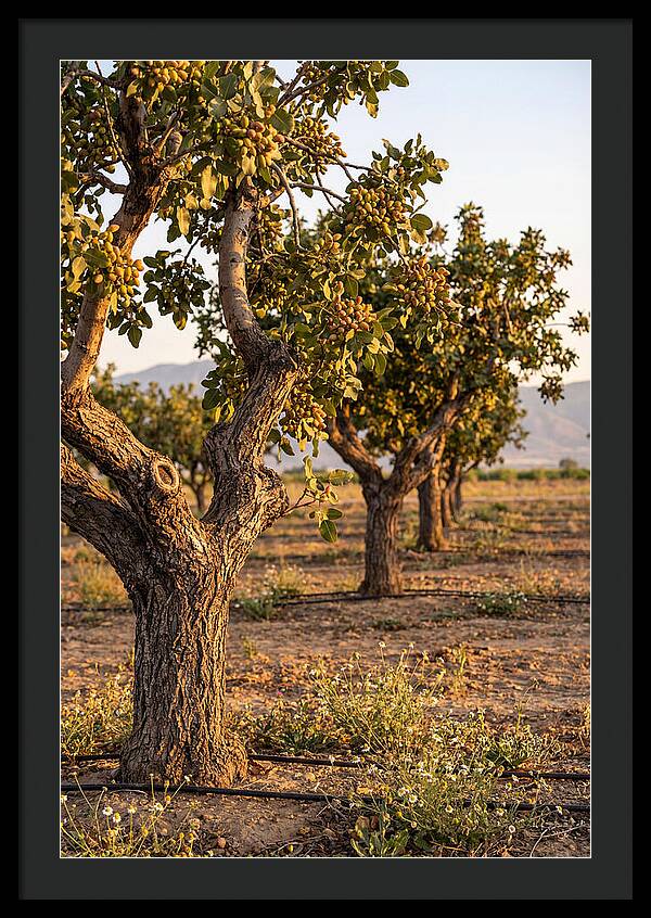 Farm Pistachio Orchard
