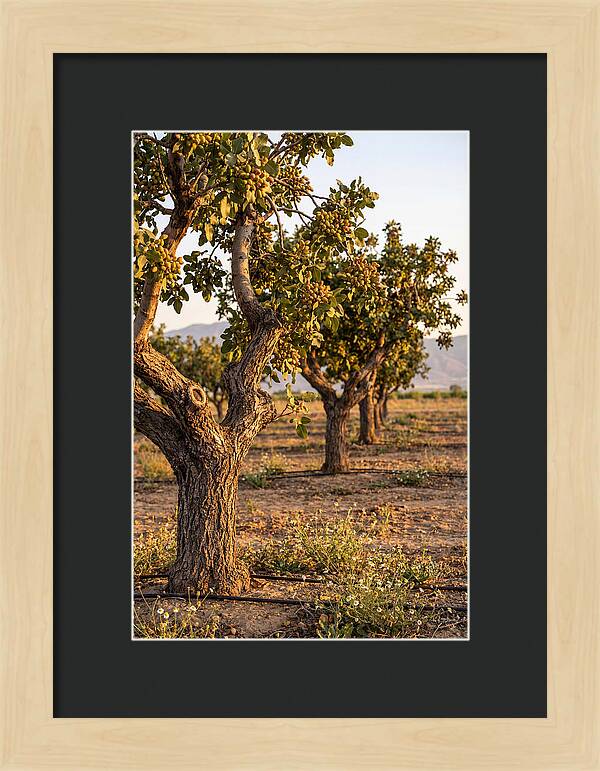 Farm Pistachio Orchard