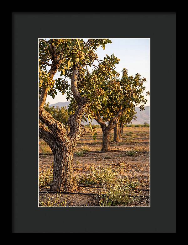 Farm Pistachio Orchard