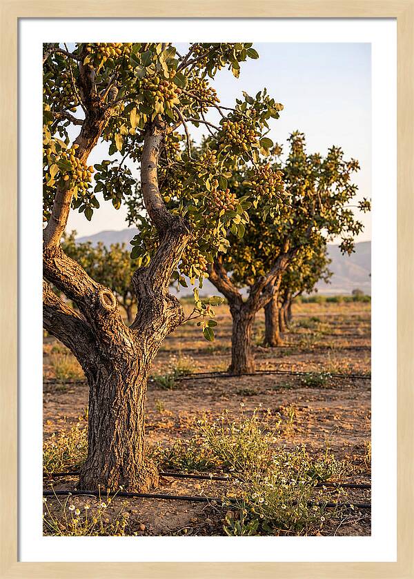 Farm Pistachio Orchard