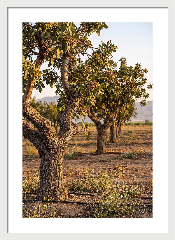 Farm Pistachio Orchard