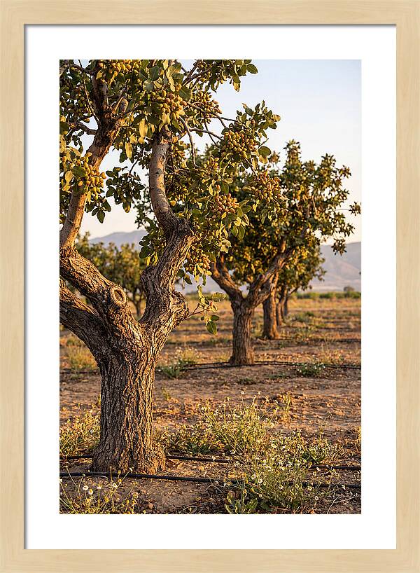 Farm Pistachio Orchard