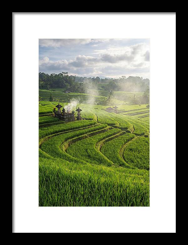 Farm Rice Fields In Bali