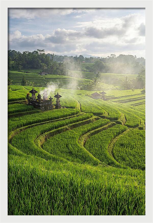 Farm Rice Fields In Bali