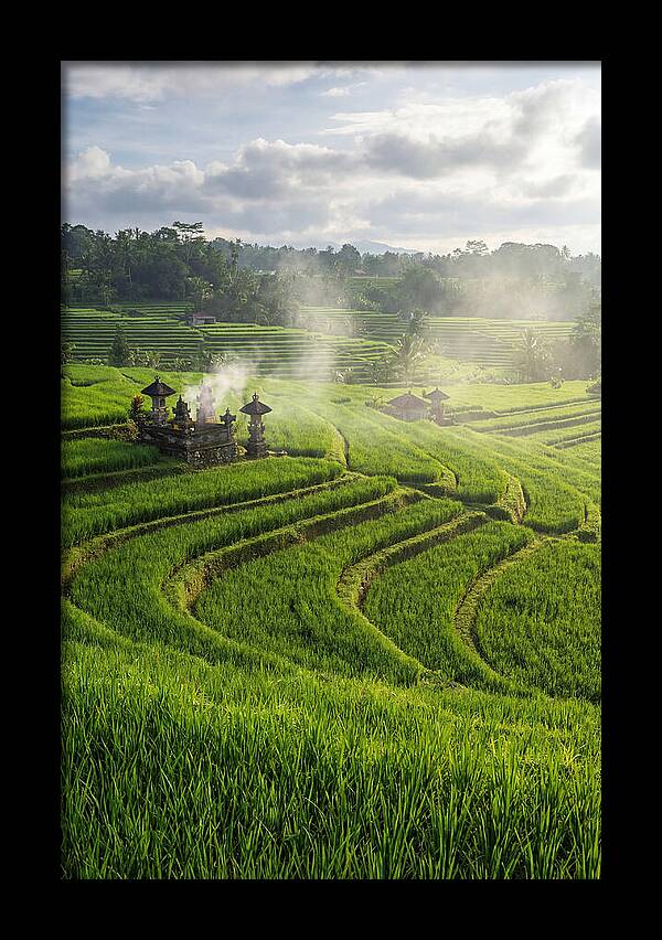 Farm Rice Fields In Bali