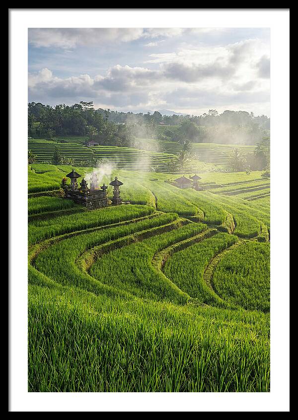 Farm Rice Fields In Bali