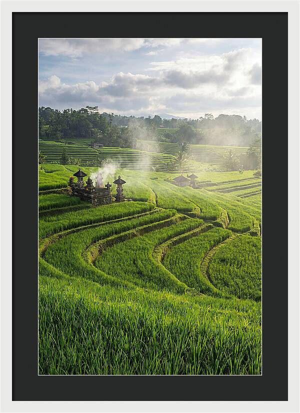 Farm Rice Fields In Bali