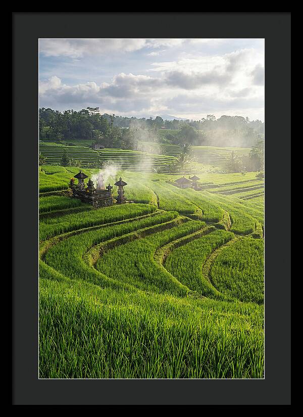 Farm Rice Fields In Bali