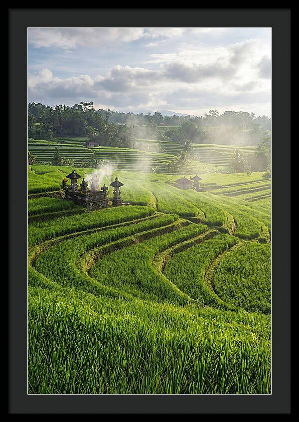 Farm Rice Fields In Bali