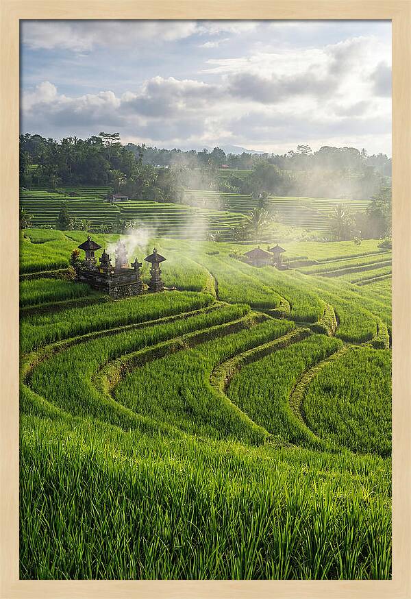 Farm Rice Fields In Bali